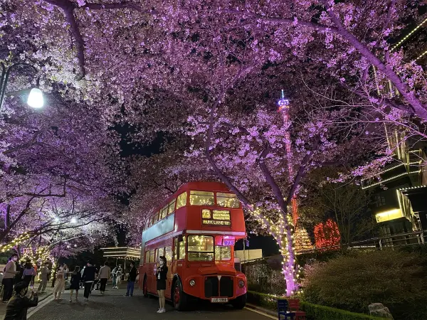 【2026韓國櫻花季】大邱江稜人氣賞櫻景點推介：峨洋橋、花甫羅東山、慶北大學、壽城池、E-World | 大邱