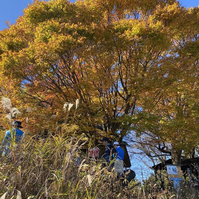 紅葉の景信山