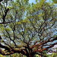 🌳 ต้นจามจุรียักษ์ อายุกว่า 100 ปี 🌿