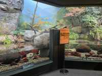岐阜🐠世界最大級の淡水魚水族館🐡【アクアトト岐阜】