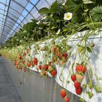 千葉県木更津市で絶品いちご狩り🍓