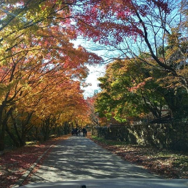 금산사 단풍