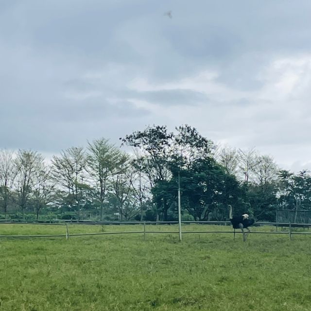 瑞穗牧場看牛牛