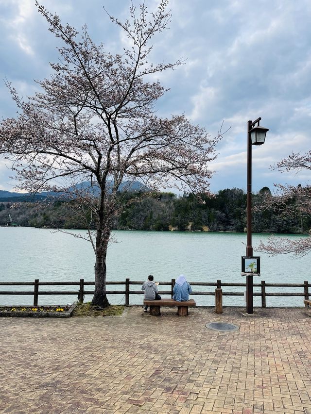 恵那峡でお花見