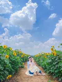 가장먼저 만나본 팜랜드의 해바라기🌻