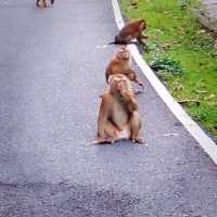 เดินกินลม..ชมลิง..ที่ป่าในเมือง(ภูเก็ต)