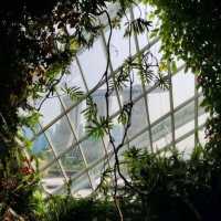 Cloud Forest