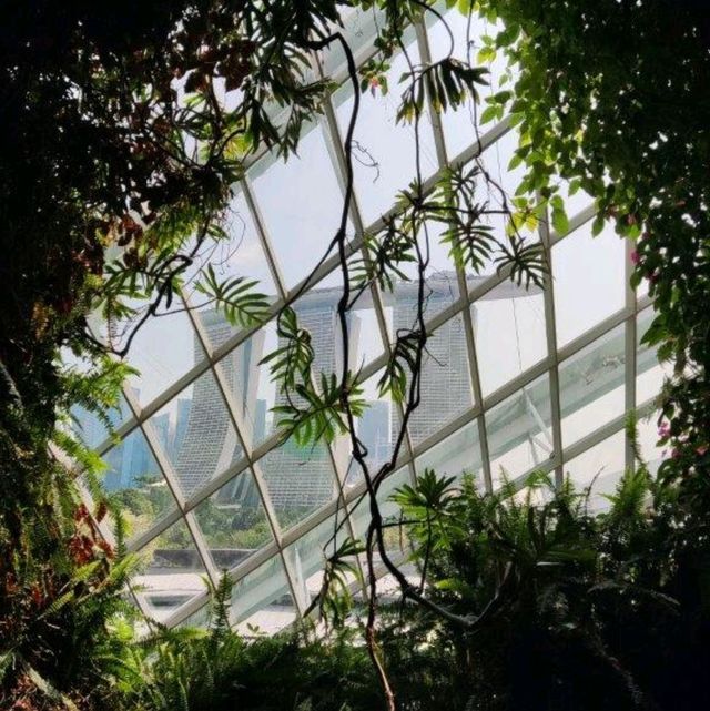 Cloud Forest
