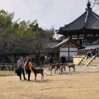 Green Travel in Japan