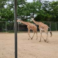 kanchanaburi safari bkk