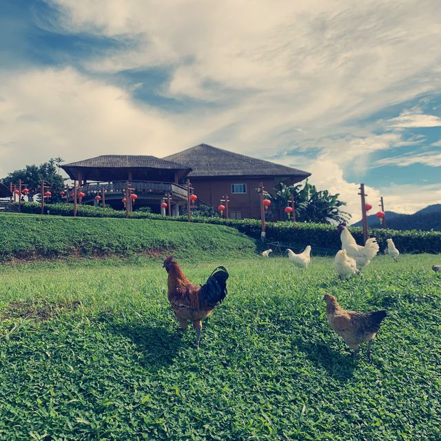 Yun Lai Viewpoint in Pai