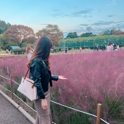 韓国/ソウル【オリンピック公園】韓国の秋はピンクミューリーを見に行こう🌾💕