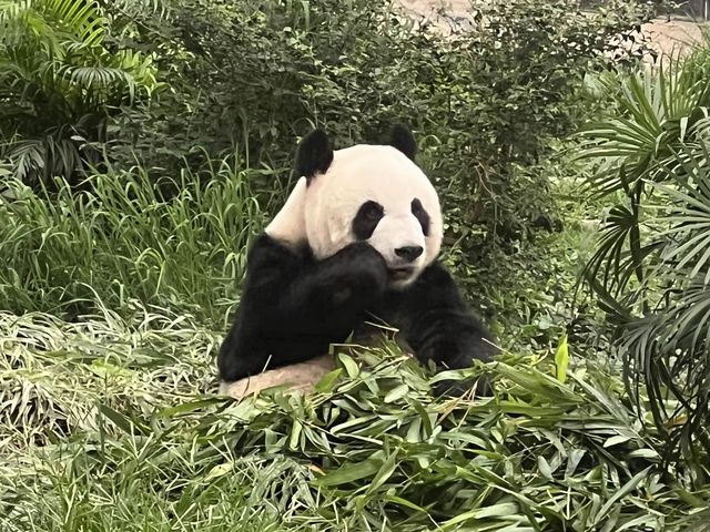 Macau Giant Panda Pavilion 🐼 