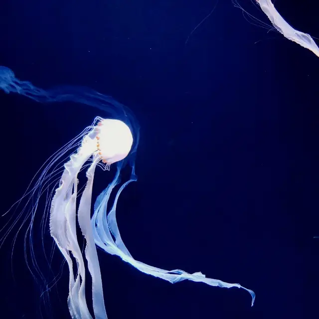 【東京】サンシャイン水族館はクラゲがすごい！！