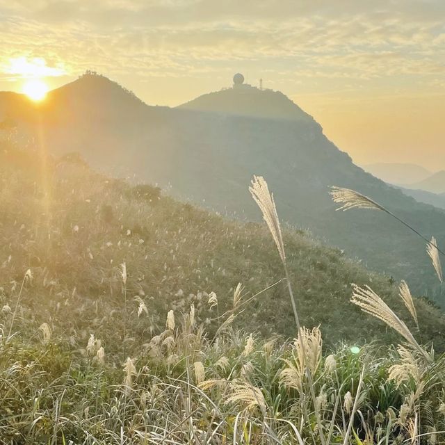 東洋山睇芒草