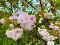 京都　KYOTO SAKURAめぐり❗️まさに、いとをかし清水寺の桜に大満足❗️