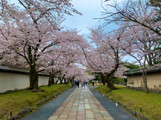 京都　SAKURA  桜めぐり❗️醍醐寺の霊宝館あたりの桜に感動❗️