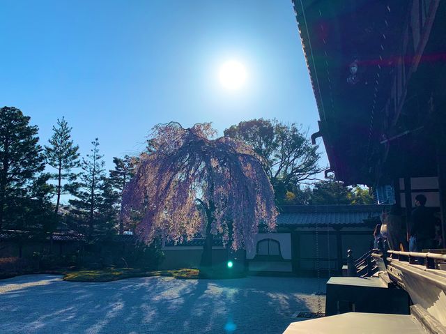 京都　SAKURA 桜めぐり❗️高台寺の桜に感動❗️