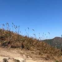 山賞芒草之旅🌾