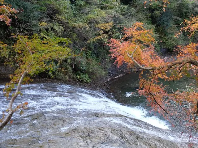 東京賞楓🍁好去處｜栗又之滝