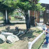 顛覆我們對動物園概念的地方