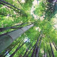 🌳 제주시내에서 가까운 숲캉스 명소, 한라수목원