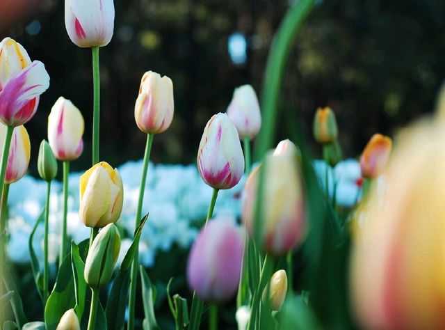 THE BIGGEST TULIPS FESTIVAL IN AUSTRALIA