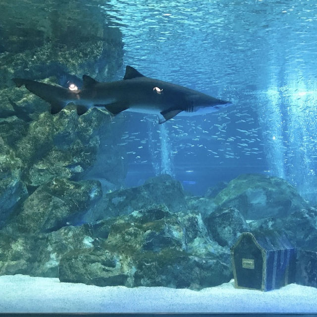 바닷속을 도시로 통채로 옮겨놓다🐳