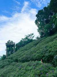 พาไปจิบกาแฟ ชมวิว ชมดอก กับคาเฟ่ชื่อดังบนม่อนแจ่ม⛰