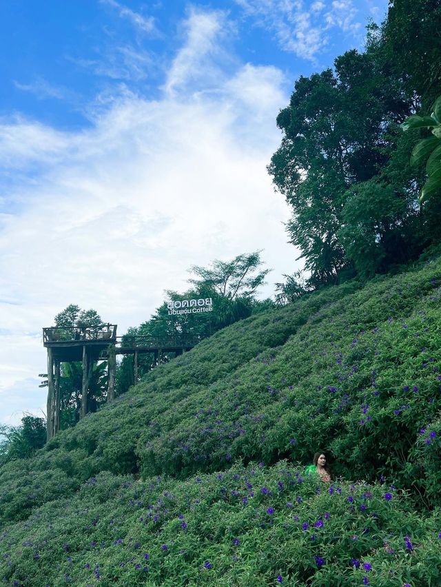 พาไปจิบกาแฟ ชมวิว ชมดอก กับคาเฟ่ชื่อดังบนม่อนแจ่ม⛰