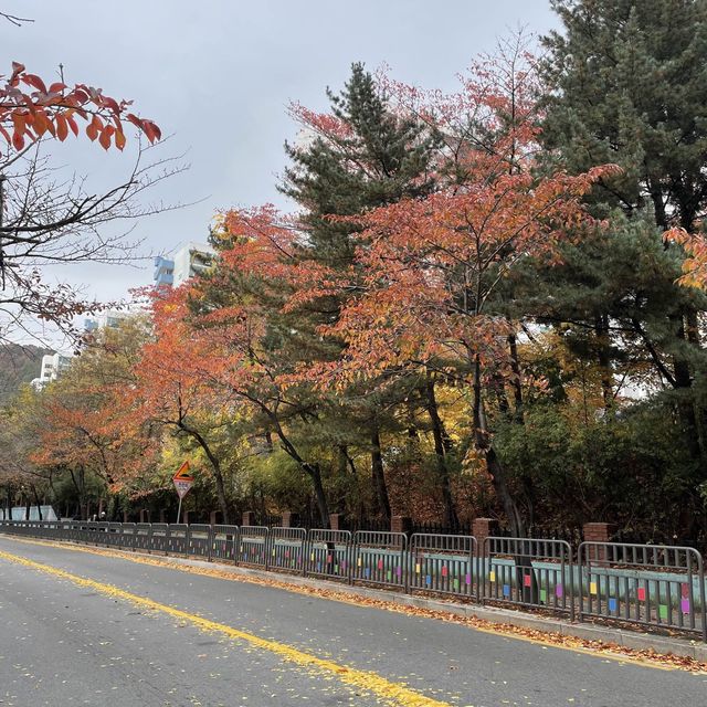 노원구 단풍로드 @청원고등학교 옆 길
