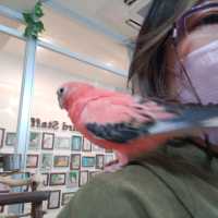 【大阪 東心斎橋】バードカフェで癒されちゃう🐦