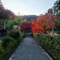 竹やぶ、紅葉が見頃に【常寂光寺】✨