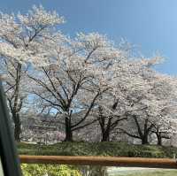 日本 天童公園舞鶴山