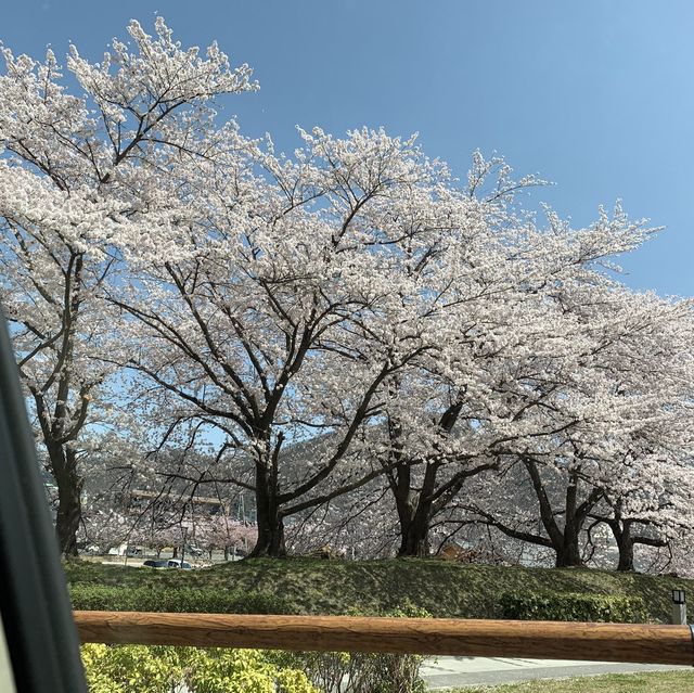 日本 天童公園舞鶴山