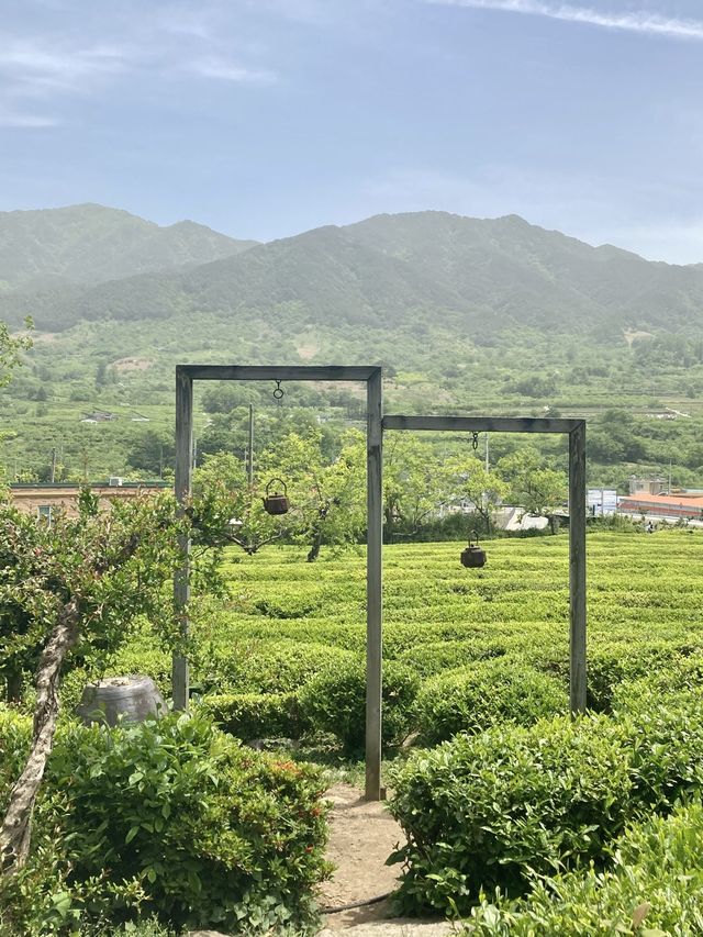 하동녹차의 근본