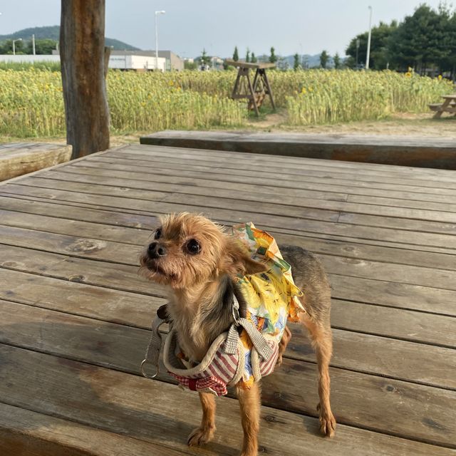 해바라기 가득한 대부해역관광본부