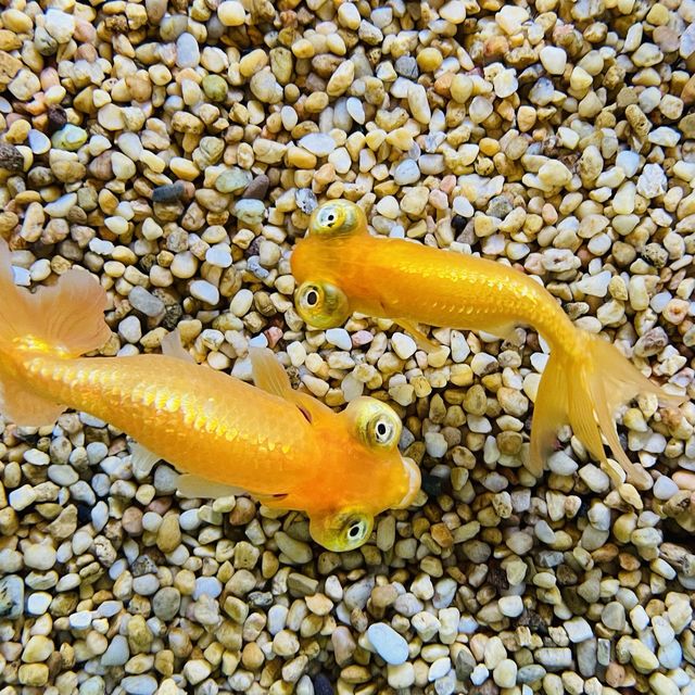 高質海洋公園平日遊