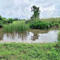 Kranji Marshes exploration