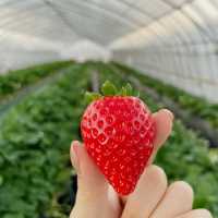 【栃木】あま〜いいちご狩り食べ放題🍓「吉村農園」