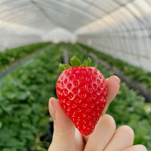 【栃木】あま〜いいちご狩り食べ放題🍓「吉村農園」