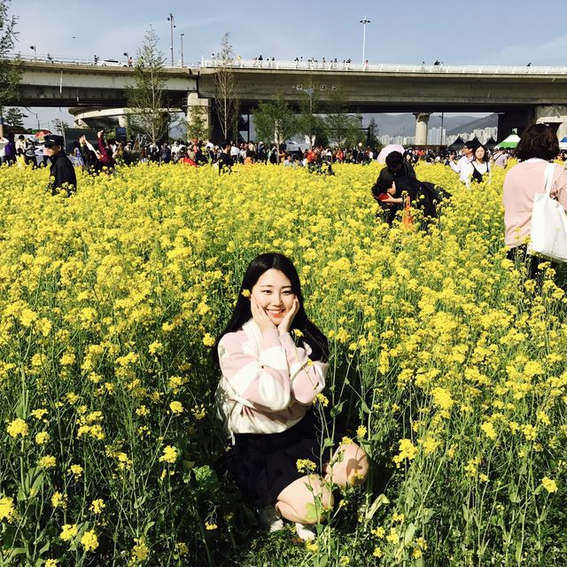 부산에서 가장 예쁜 유채꽃이 있는 대저생태공원
