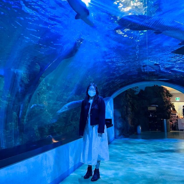 👉🏻아쿠아플라넷 일산: 니모를 찾아서🐠