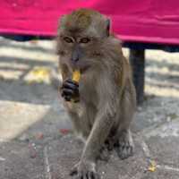 馬來西亞｜Batu Caves 黑風洞