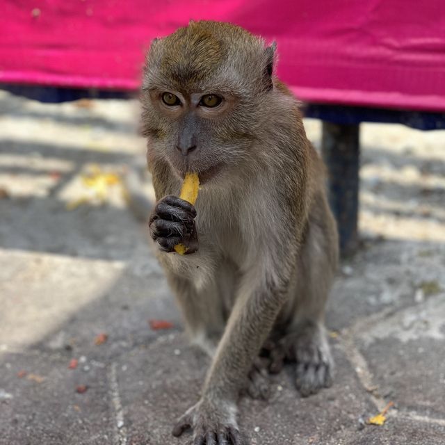 馬來西亞｜Batu Caves 黑風洞