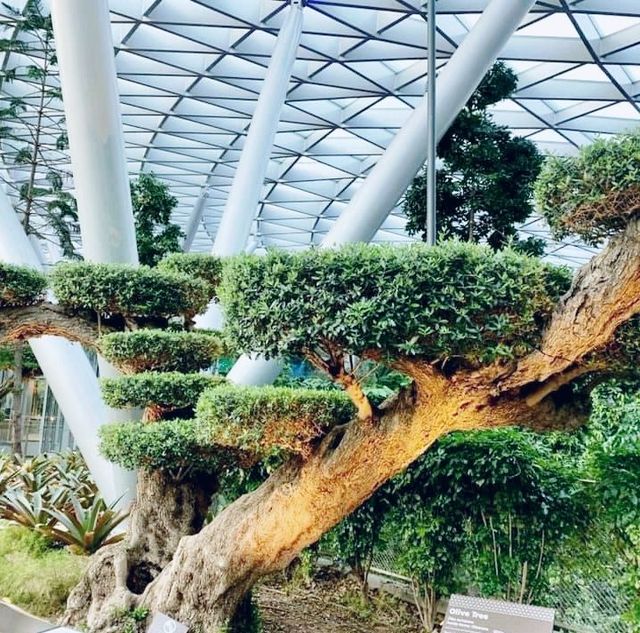 Canopy Park @ Jewel Changi Airport