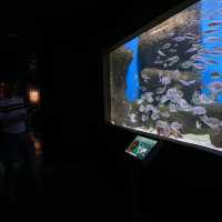 Seville aquarium 
