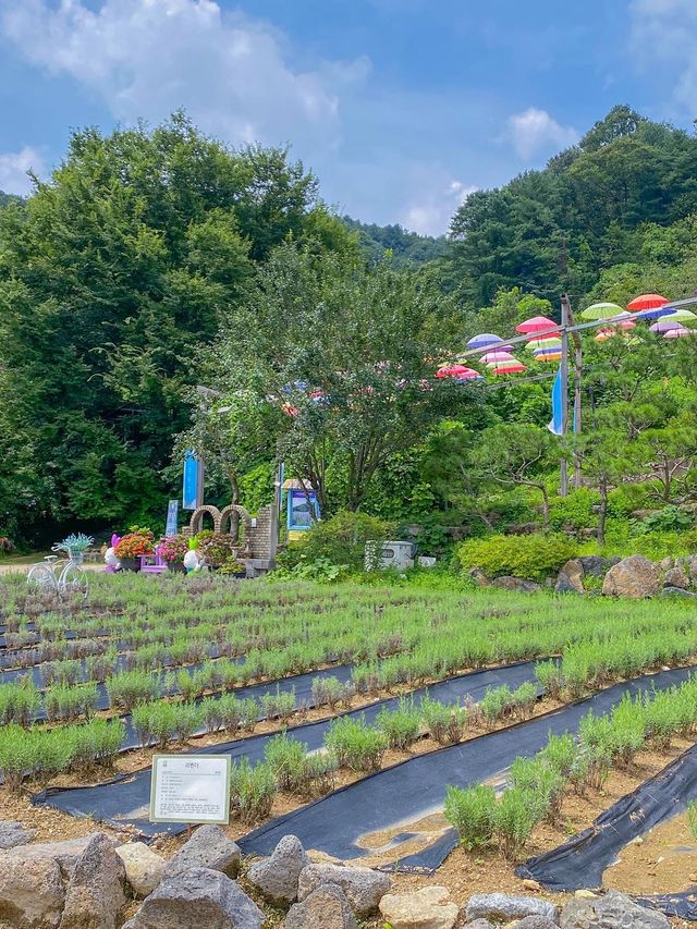 서울 근교 주말 데이트 코스 💐포천 허브아일랜드