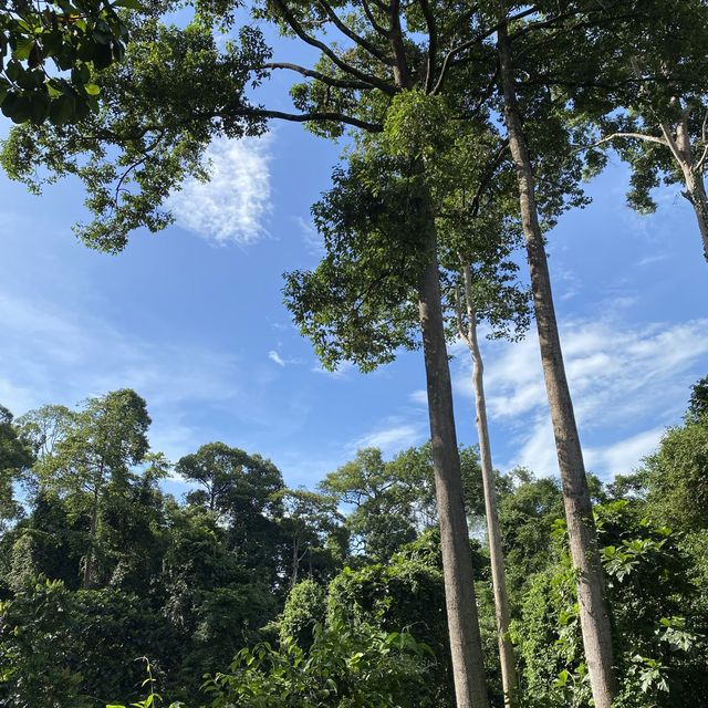 Sepilok Rainforest Discovery Centre 