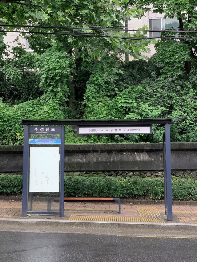 수성유원지 숲길 💚 대구 피크닉 명소